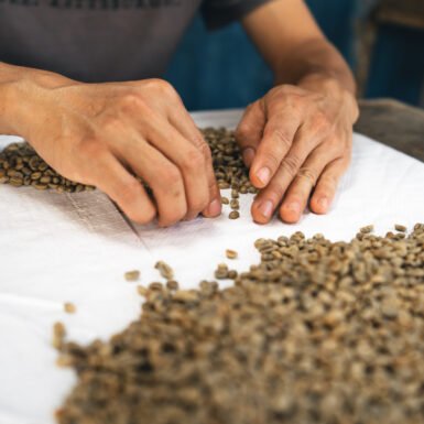 The hand is sorting the coffee beans before roasting them.