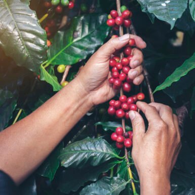 Man Hands harvest coffee bean ripe Red berries plant fresh seed coffee tree growth in green eco organic farm. Close up hands harvest red ripe coffee seed robusta arabica berry harvesting coffee farm